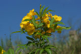 Exotic Rare Tropical Tecoma stans (Yellow Bells) seeds, Organic B50