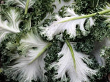 Amazingly Healthy KALE Mix Seeds , Organic, Heirloom, Open Pollinated Non-Gmo B25