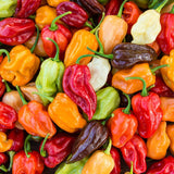 Extremely Super Hot Pepper Seeds Mix Varieties Organic, Non-GMO 15 seeds
