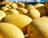 Rare Chinese Hongyun Hami Melon 哈密瓜 Large 4-5lb fruits Sweet & Crunch Non-GMO, Organic, Heirloom B10