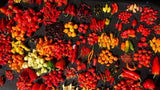 Mixed (Hot and Sweet) Huge Varieties Organic Heirloom Pepper Non-GMO Seeds Bin#25
