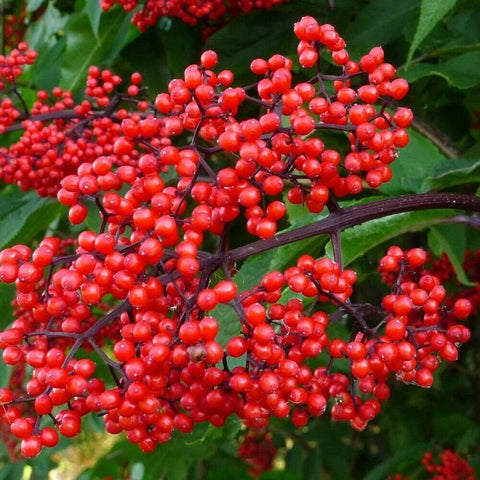 EUROPEAN RED ELDER Bush Seeds (Sambucus Racemosa) Organic Heirloom Seeds for The Gardener & Rare Seeds Collector B25