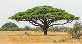 Rare Exotic Medicinal Acacia Senegal Gum Arabic Tree Gum Sudani Tropical seeds, Organic B5