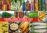 HUGE MIXED CORN Seeds Mix, Heirloom Organic Non-Gmo BN25