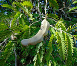 Thai Tamarind tree seeds Tamarin, Tamarindo, Tamarindus Indica, Tamariner, Tamarinier d'inde, Tintiri, Tamarind Tree, 100% Organic nonGMO B5