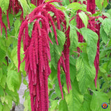 AMARANTH Love-Lies-Bleeding Flower Seeds Organic, Non-GMO B50