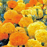 Marigold Flower mix B100