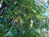 Thai Tamarind tree seeds Tamarin, Tamarindo, Tamarindus Indica, Tamariner, Tamarinier d'inde, Tintiri, Tamarind Tree, 100% Organic nonGMO B5