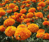 Marigold Flower mix B100