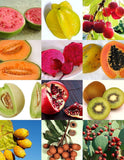 Exotic Rare Organic Tropical fruit seeds mix, organic, Non-GMO B5