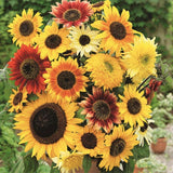Giant, Large, Medium and Ornamental sunflower seed mix, Non-GMO, Organic