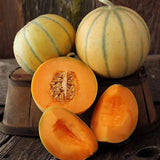 Charentais Melon (Cucumis melo) Seeds Non-GMO, Organic, Heirloom B10