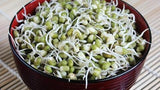 Mung (Moong) Bean Seeds (Vigna radiata) Organic, Non-GMO