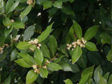 Organic Dried Whole Bay Leaves Natural Herbs (Laurus Nobilis) 1 oz.