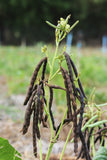 Mung (Moong) Bean Seeds (Vigna radiata) Organic, Non-GMO