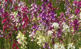 Mixed Spurred Snapdragon Northern Lights Flower Seeds Linaria Maroccana Flower Mix Seeds Organic, Non-GMO B50