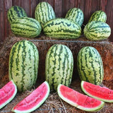 Striped Klondike Blue Ribbon Watermelon Seeds Non-GMO, Organic, Heirloom B10