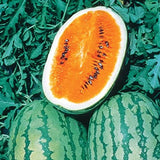 Tendersweet Orange Watermelon Seeds,  Non-GMO, Organic, Heirloom, Open air Pollinated B25