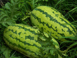 Georgia Rattlesnake Watermelon Seeds Non-GMO, Organic, Heirloom B25