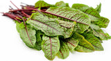 Rare Bloody Dock Red Sorrel Seeds Heirloom Non-GMO  BN50