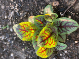 Rare Bloody Dock Red Sorrel Seeds Heirloom Non-GMO  BN50