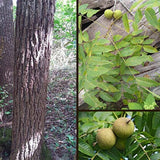 BLACK WALNUT TREE, Shade Tree, Nut Tree, Valuable Lumber Tree Rooted Large Size Bareroot Live Plant 12"+ , Organic, non-Gmo