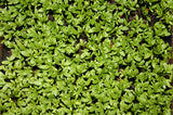 Organic Garden Cress Seeds, Lepidium Sativum Herbal Seed  All Non-GMO  B250