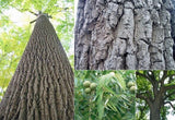 BLACK WALNUT TREE, Shade Tree, Nut Tree, Valuable Lumber Tree Rooted Large Size Bareroot Live Plant 12"+ , Organic, non-Gmo