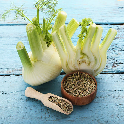 Organic Fennel- Seeds To Sprout Seed,  Foeniculum vulgare - Heirloom Medicinal Herbs Non-GMO B150