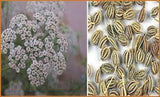 Ajowan caraway, thymol, bishop's weed seeds Heirloom Medicinal Herbs Organic Non-GMO B250