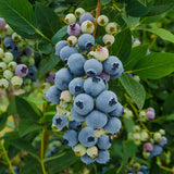SOUTHERN BLUEBERRY Non-GMO Organic Fruit Tree Seeds B25