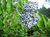 Blue Elderberry Bush Seeds (Sambucus caerulea) Organic Heirloom Seeds for The Gardener & Rare Seeds Collector B25
