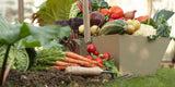 Mixed Cool Fall Season Vegetable Garden Seed Collection Varieties Organic Heirloom Non-GMO Seeds Bin#250