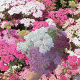 Yarrow Flower Mix Seeds, Organic, Open Air Pollinated, Non-GMO B50