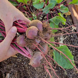 Beet Organic Seeds for Planting Heirloom Non-GMO B150