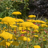 Yarrow Flower Mix Seeds, Organic, Open Air Pollinated, Non-GMO B50