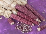 MONTANA LAVENDER CLAY Corn, Organic, Heirloom, Non-Gmo B10