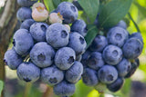 Southern Highbush Blueberry Seeds Organic Fruit B25