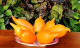 Buratino or Pinocchio Tomato, Organic, Heirloom, Non-GMO B5