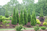 EASTERN ARBORVITAE, Thuja occidentialis Rooted Large Size Bareroot Live Plant 12"+ , Organic, non-Gmo