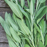 Sage, Broadleaf Sage Seeds, Organic Whole NonGMO  Herb Seeds Great For Indoor and Outdoor Gardens B100