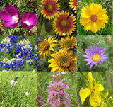 Wildflower Mixture (20+ Species) Non-GMO Seeds Bin#100