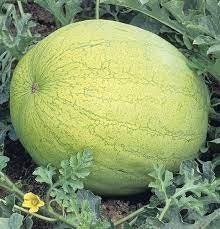 Greybelle Watermelon Seeds,  Non-GMO, Organic, Heirloom, Open air Pollinated B25