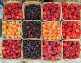 Mixed Raspberries (Red, Black, Golden, Purple) Seeds - Organic - Non-GMO B10