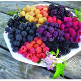 Mixed Raspberries (Red, Black, Golden, Purple) Seeds - Organic - Non-GMO B10