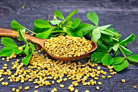 Organic Fenugreek - Seeds To Sprout Seed,  Heirloom Medicinal Herbs Non-GMO B150