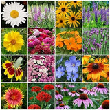 Wildflower Mixture (20+ Species) Non-GMO Seeds Bin#100