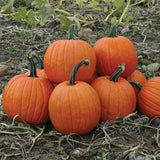 Connecticut Howden Biggie Field Pumpkins - Seeds - Non Gmo - Heirloom Seeds – Pumpkin Seeds B50