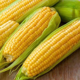 Golden Bantam Corn, Organic, Heirloom, Non-Gmo B25