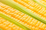 Golden Bantam Corn, Organic, Heirloom, Non-Gmo B25